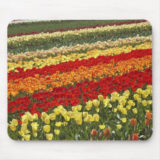 Tulpenvelden, nabij Tapanui, West Otago, Zuid Muismat (Voorkant)