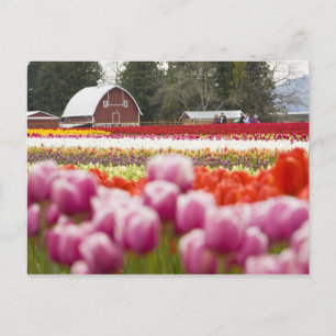 Tulpenvelden van Mt. Vernon, Skagit County, WA Briefkaart