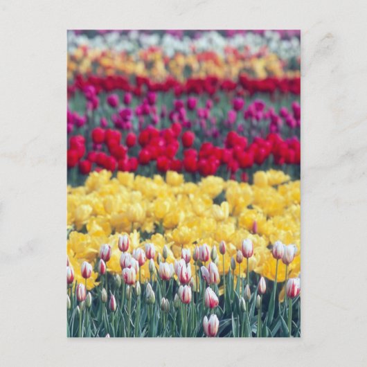 Tulpenweide in de Skagit-vallei, Briefkaart (Voorkant)