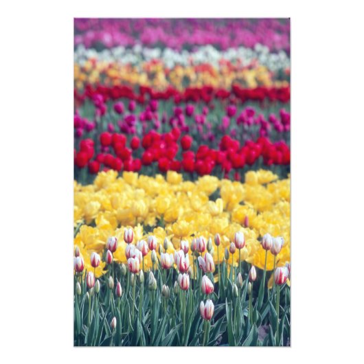 Tulpenweide in de Skagit-vallei, Foto Afdruk (Voorkant)