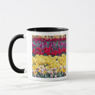 Tulpenweide in de Skagit-vallei, Mok