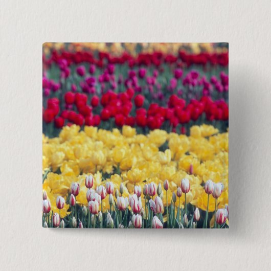 Tulpenweide in de Skagit-vallei, Vierkante Button 5,1 Cm (Voorkant)