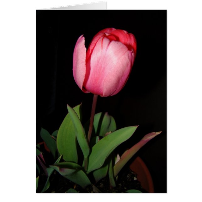 Tulpkaart (Voorkant)