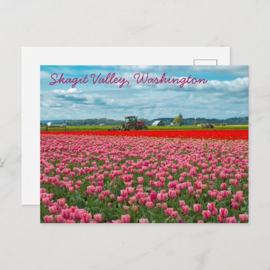 Tulplente van Skagit Valley Briefkaart (Voorkant / Achterkant)