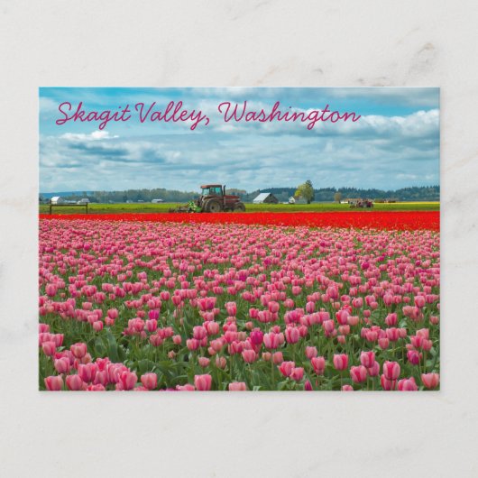 Tulplente van Skagit Valley Briefkaart (Voorkant)