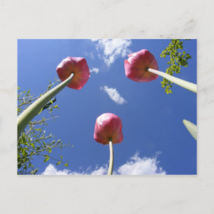 Tulps 3 'Worms eye uitzicht' ~ briefkaart
