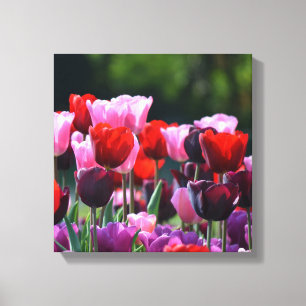 Tulps Canvas afdrukken