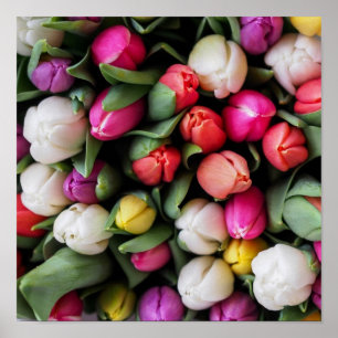 Tulps Colorful Flowers Paaslente Poster