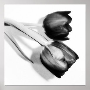Tulps Fine Art Photography Print Black en White