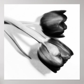 Tulps Fine Art Photography Print Black en White