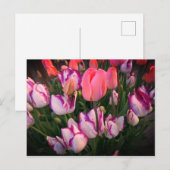 Tulps Peace Flame & Affaire Briefkaart (Voorkant / Achterkant)