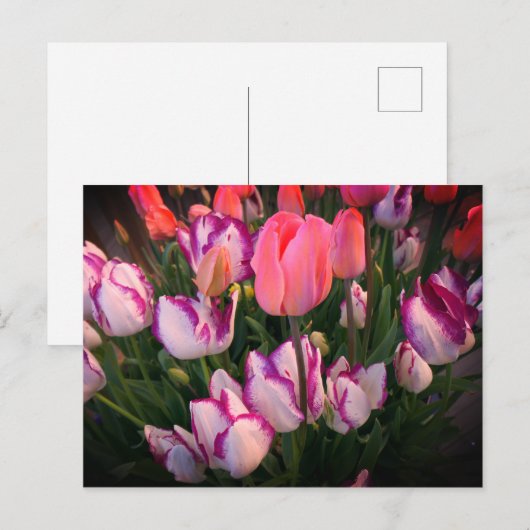 Tulps Peace Flame & Affaire Briefkaart (Voorkant / Achterkant)