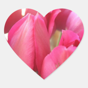 Tulpschaartjes Hart Sticker
