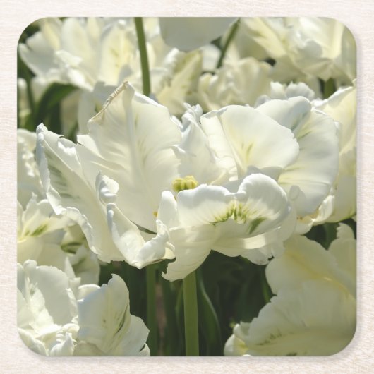 Tulpt het witte kartonnen onderzetters (Voorkant)