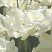 Tulpt het witte sticker (Voorkant)