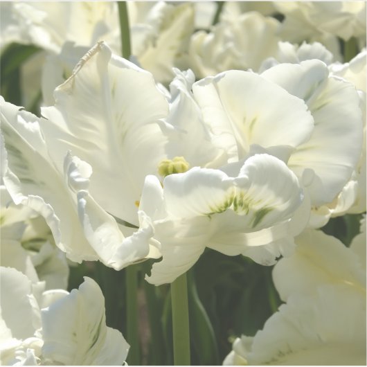 Tulpt het witte sticker (Voorkant)