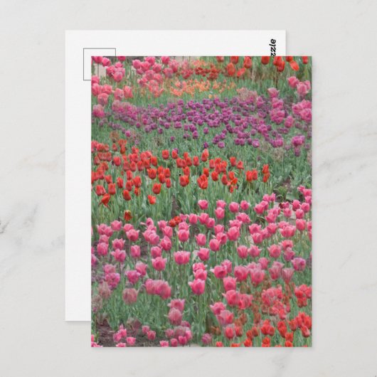 Tulpveld Briefkaart (Voorkant / Achterkant)