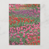 Tulpveld Briefkaart (Voorkant)