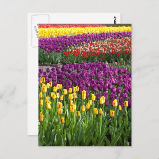 Tulpveld Briefkaart (Voorkant / Achterkant)