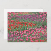 Tulpveld Briefkaart (Voorkant / Achterkant)