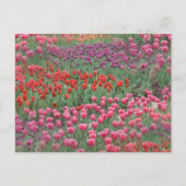 Tulpveld Briefkaart (Voorkant)