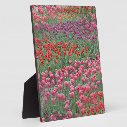 Tulpveld Fotoplaat (Zijkant)