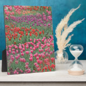 Tulpveld Fotoplaat (Zijkant)