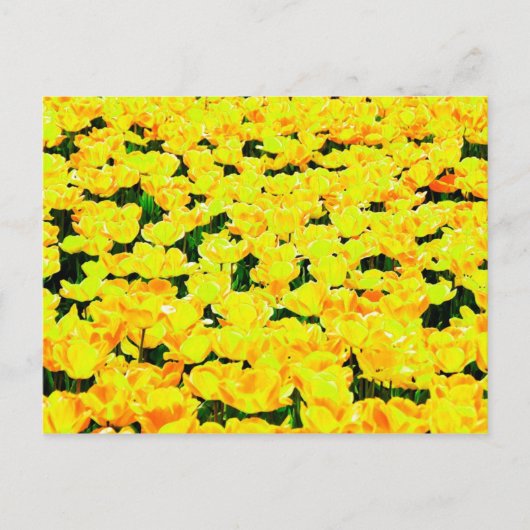Tulpveld - goudgeel briefkaart (Voorkant)