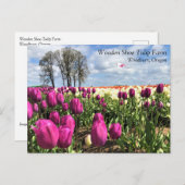 Tulpveld met kite, Briefkaart van Oregon (Voorkant / Achterkant)