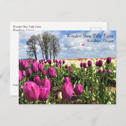 Tulpveld met kite, Briefkaart van Oregon (Voorkant / Achterkant)