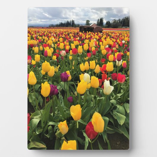 Tulpveld met oude tractor, oregon fotoplaat (voorkant)