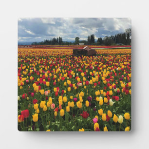 Tulpveld met oude tractor, oregon fotoplaat