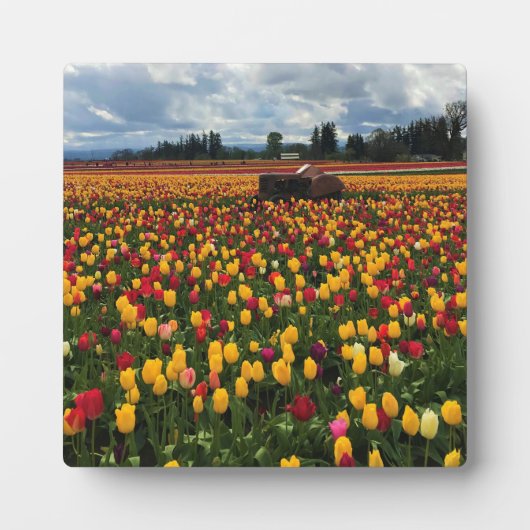 Tulpveld met oude tractor, oregon fotoplaat (Voorkant)