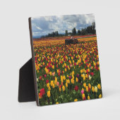 Tulpveld met oude tractor, oregon fotoplaat (Voorkant)