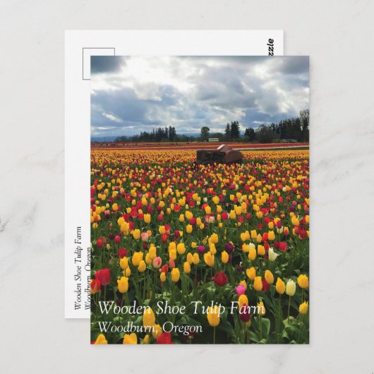 Tulpveld met oude trekker, oregon-Briefkaart Briefkaart (Voorkant / Achterkant)