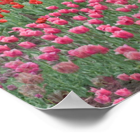 Tulpveld Poster (Hoek)
