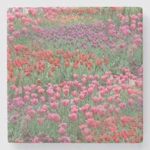 Tulpveld Stenen Onderzetter