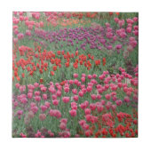 Tulpveld Tegeltje (Voorkant)