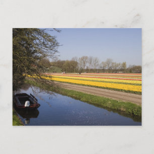 Tulpvelden Briefkaart