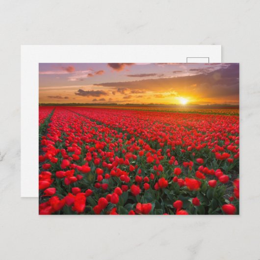 Tulpvelden op zonsondergang in Nederland Briefkaart (Voorkant / Achterkant)