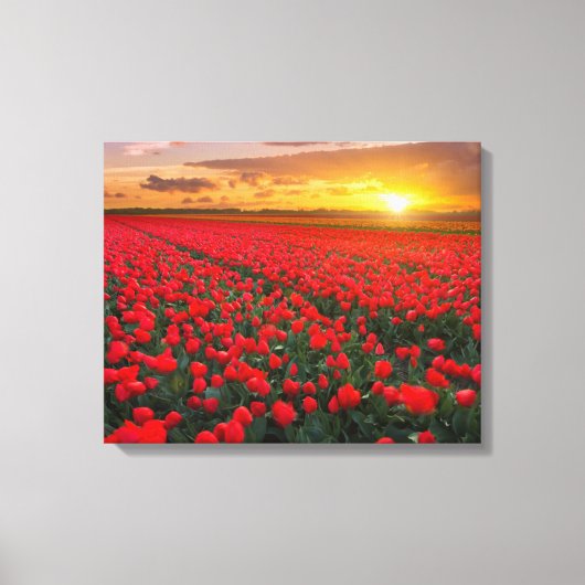 Tulpvelden op zonsondergang in Nederland Canvas Afdruk (Voorkant)