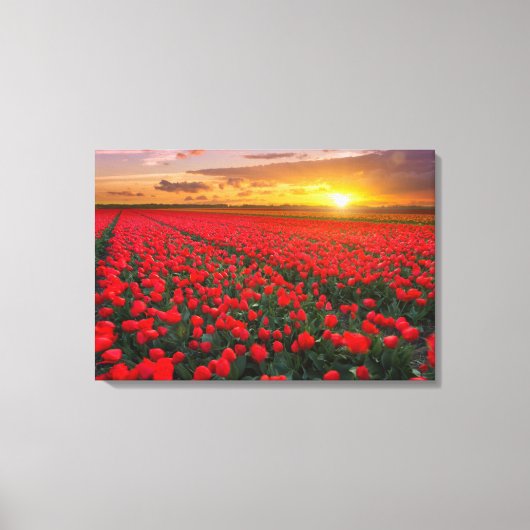 Tulpvelden op zonsondergang in Nederland Canvas Afdruk (Voorkant)