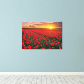 Tulpvelden op zonsondergang in Nederland Canvas Afdruk (Insitu (Houten vloer))