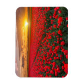 Tulpvelden op zonsondergang in Nederland Magneet (Verticaal)