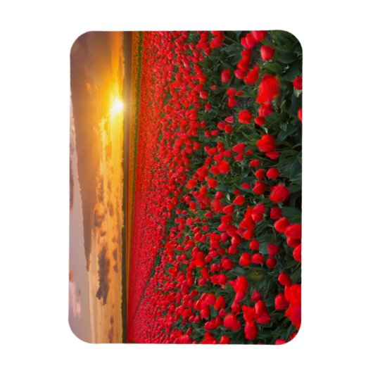 Tulpvelden op zonsondergang in Nederland Magneet (Verticaal)