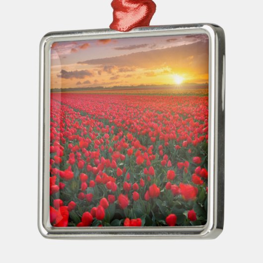 Tulpvelden op zonsondergang in Nederland Metalen Ornament (Links)