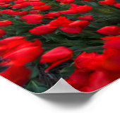 Tulpvelden op zonsondergang in Nederland Poster (Hoek)