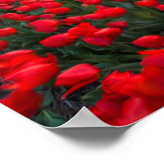 Tulpvelden op zonsondergang in Nederland Poster (Hoek)