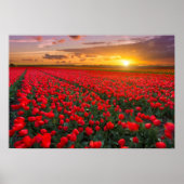 Tulpvelden op zonsondergang in Nederland Poster (Voorkant)