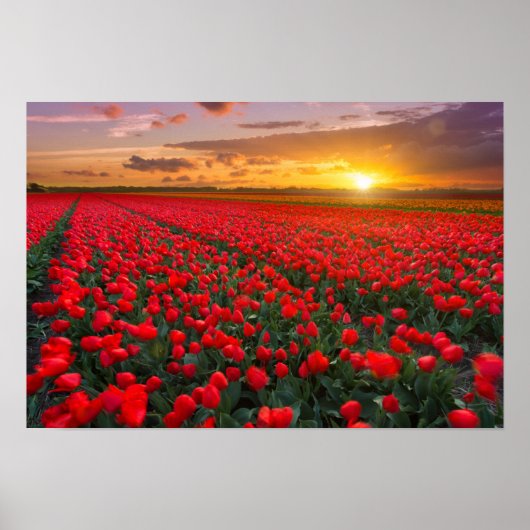 Tulpvelden op zonsondergang in Nederland Poster (Voorkant)